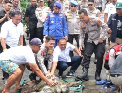 Bupati Tamba Dampingi Kapolda Bali Lepasliarkan Penyu di Pantai Perancak