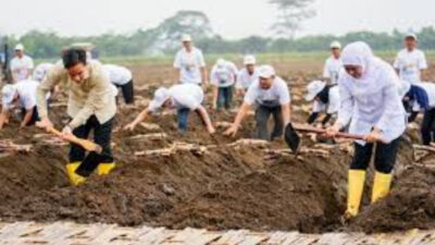 Wapres Gibran Tanam dan Panen Tebu di Banyuwangi: Dorong Swasembada dan Kedaulatan Pangan Nasional