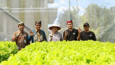 Bupati Ipuk Kunjungi Kebun Hidroponik Milik Saiful Bahri yang Sukses Budidaya Selada di Desa Sepanjang