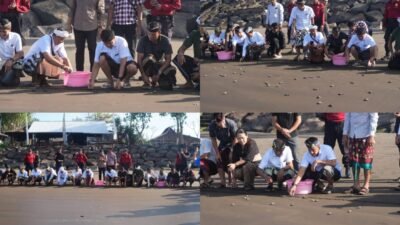 Wujud Pelestarian Alam, Bupati Jembrana Pimpin Pelepasliaran 200 Penyu Lekang