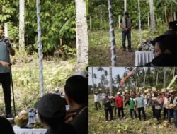 Pemkab Jembrana Salurkan 5 Traktor Kementan dan Panen 35 Ton Labu di Melaya